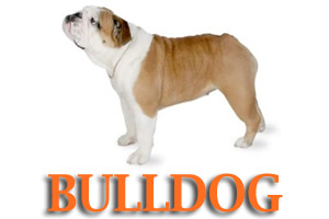 Bulldog Dog Training in Medford Oregon and Southern Oregon | Prodogz Dog Training