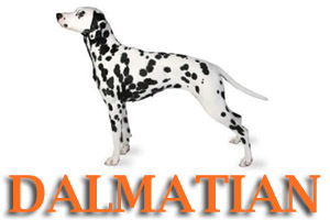 Dalmatian Dog Training in Medford Oregon and Southern Oregon | Prodogz Dog Training