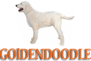 Goldendoodle Dog Training in Medford Oregon and Southern Oregon | Prodogz Dog Training