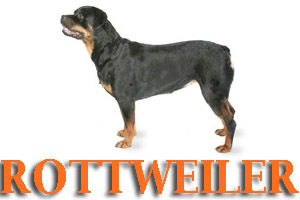 Rottweilers Dog Training in Medford Oregon and Southern Oregon | Prodogz Dog Training
