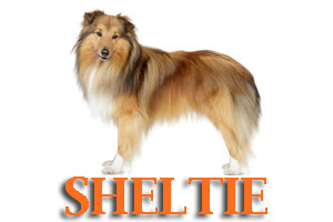 Shelties Dog Training in Medford Oregon and Southern Oregon | Prodogz Dog Training