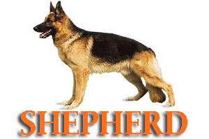 German Shepherd Dogs Dog Training in Medford Oregon and Southern Oregon | Prodogz Dog Training