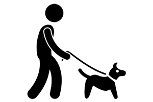 Learn how to teach you're dog to to accept a leash