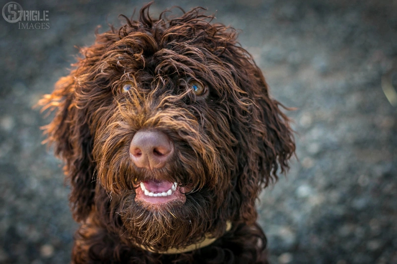 dog training near me, rogue valley dog training, medford dog training, professional dog training