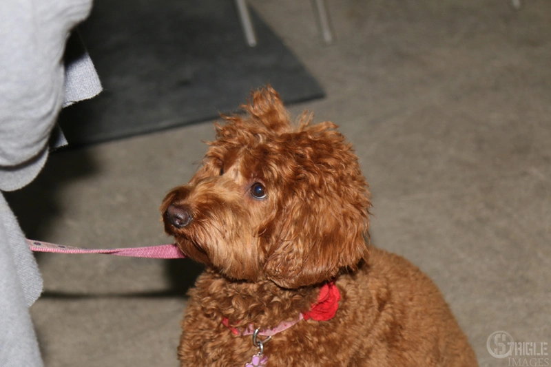 dog training near me, rogue valley dog training, medford dog training, professional dog training