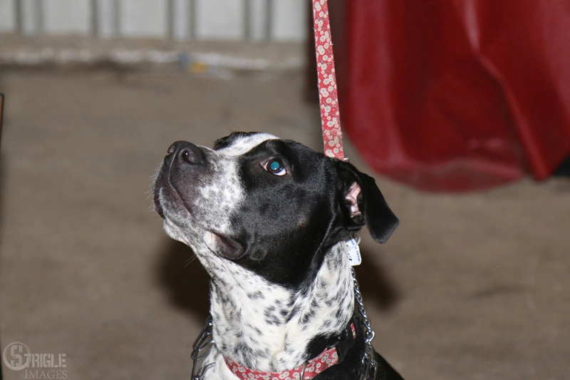 dog training near me, rogue valley dog training, medford dog training, professional dog training