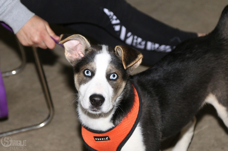 dog training near me, rogue valley dog training, medford dog training, professional dog training