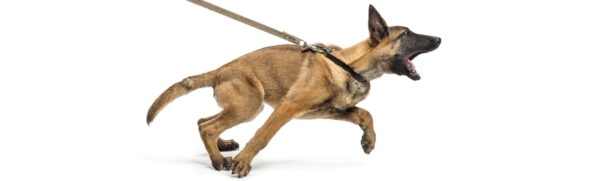 Dog Training Behavior Modification