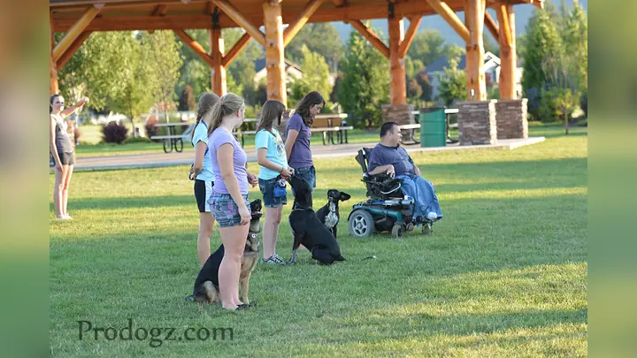 4-H youth handler and dog training with Jason Lake of Prodogz Dog Training in Southern Oregon — July–August 2013