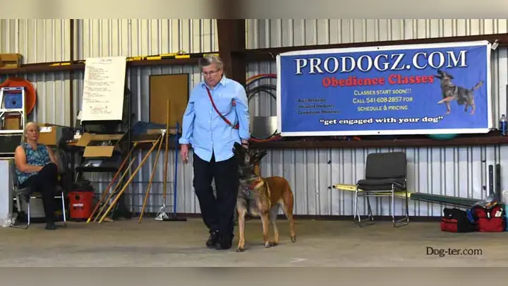 Dog owner and dog practicing AKC obedience seminar skills with Jason Lake and Prodogz Dog Training — October 17, 2015