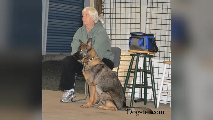 Clients and dogs in a Prodogz Dog Training basic obedience class led by Jason Lake in Medford, Oregon on October 31, 2014