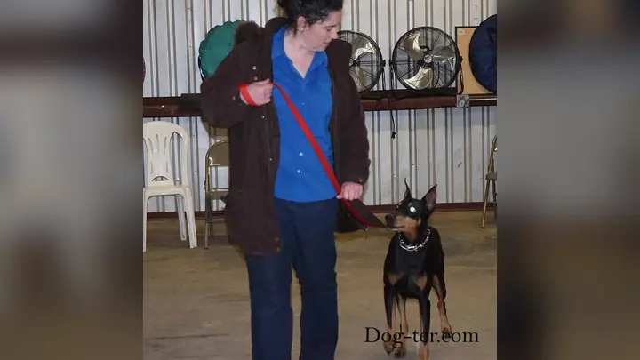 Clients and dogs in a Prodogz Dog Training basic obedience class led by Jason Lake in Medford, Oregon on March 4, 2015