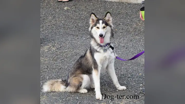 Clients and dogs in a Prodogz Dog Training basic obedience class led by Jason Lake in Medford, Oregon on May 28, 2015