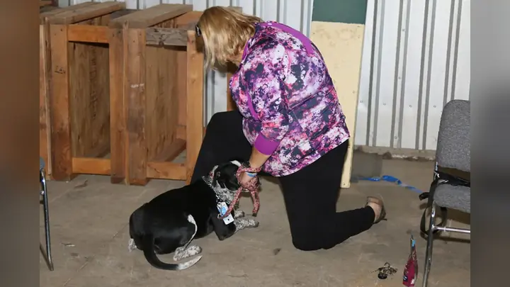 Clients and dogs in a Prodogz Dog Training basic obedience class led by Jason Lake in Medford, Oregon on May 2, 2016