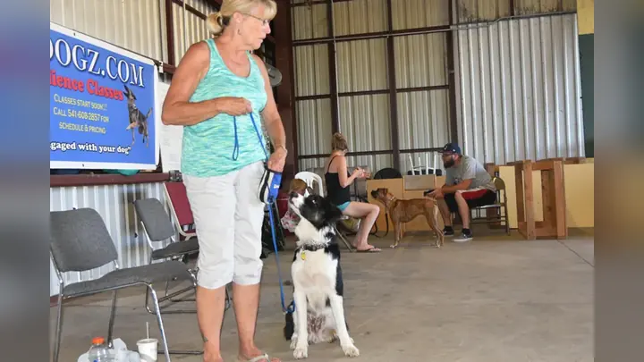 Clients and dogs in a Prodogz Dog Training basic obedience class led by Jason Lake in Medford, Oregon on June 6, 2016