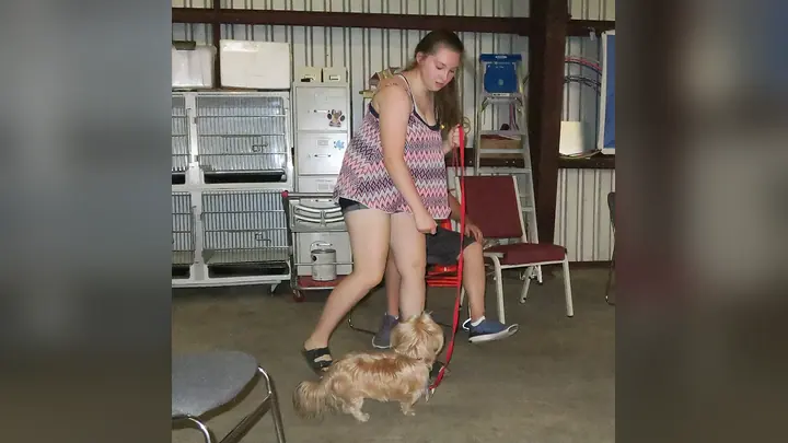 Clients and dogs in a Prodogz Dog Training basic obedience class led by Jason Lake in Medford, Oregon on August 30, 2016