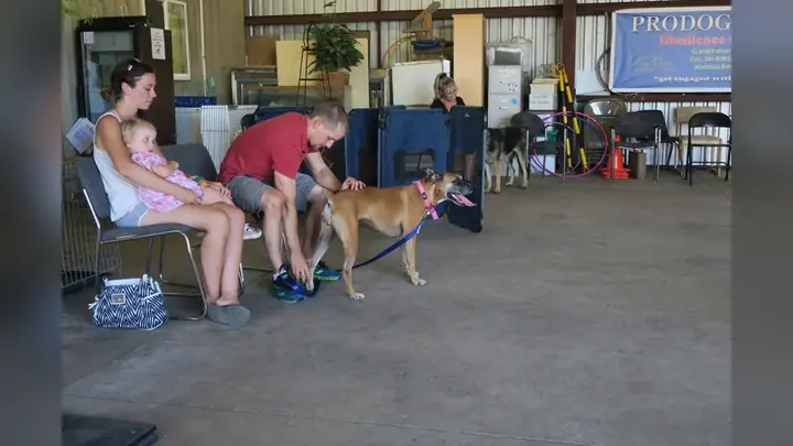 Clients and dogs in a Prodogz Dog Training basic obedience class led by Jason Lake in Medford, Oregon on July 10, 2017