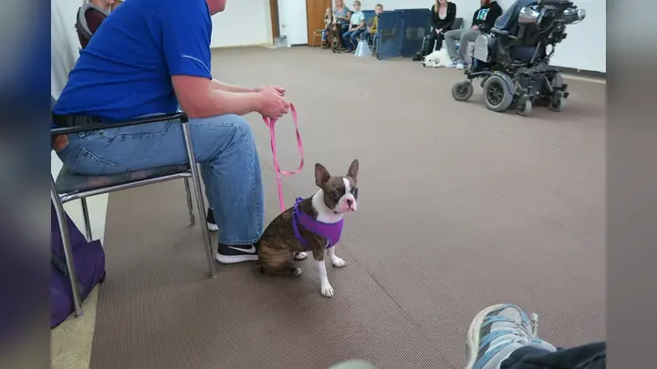 Clients and dogs in a Prodogz Dog Training basic obedience class led by Jason Lake in Medford, Oregon on October 9, 2017