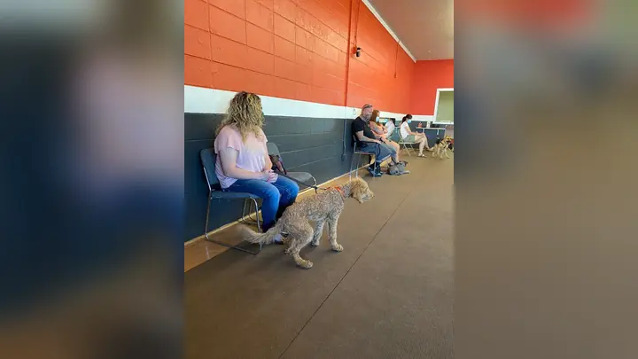 Clients and dogs in a Prodogz Dog Training basic obedience class led by Jason Lake in Medford, Oregon on July 3, 2020