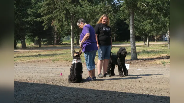 Clients and dogs practicing Canine Good Citizen skills with Jason Lake of Prodogz Dog Training in Southern Oregon — August 2017