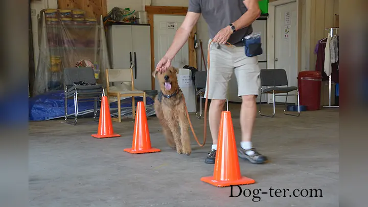 Client and dog practicing circus dog tricks with Jason Lake at Prodogz Dog Training in Medford, Oregon — September 15, 2014