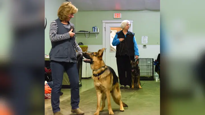Client and dog practicing AKC obedience at the Lin Neumann seminar with Jason Lake and Prodogz Dog Training in Southern Oregon — 2017