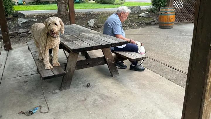 Move ‘N Groove walking class with Jason Lake and Prodogz Dog Training in Jacksonville, Oregon — September 3, 2026