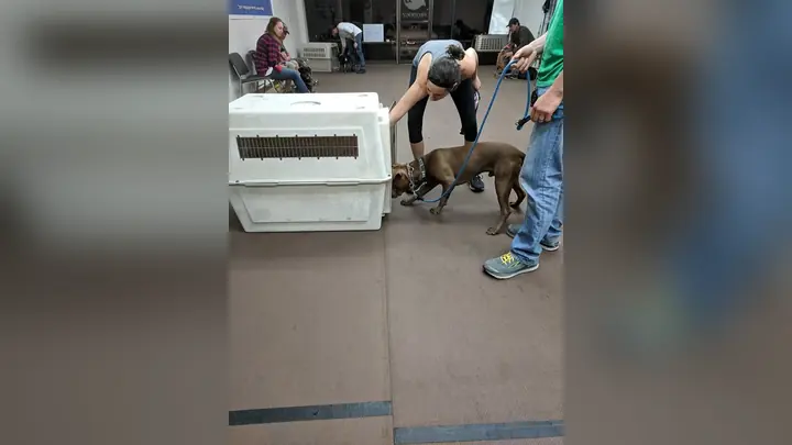 Clients and dogs in a Prodogz Dog Training puppy class led by Jason Lake in Medford, Oregon on March 15, 2019