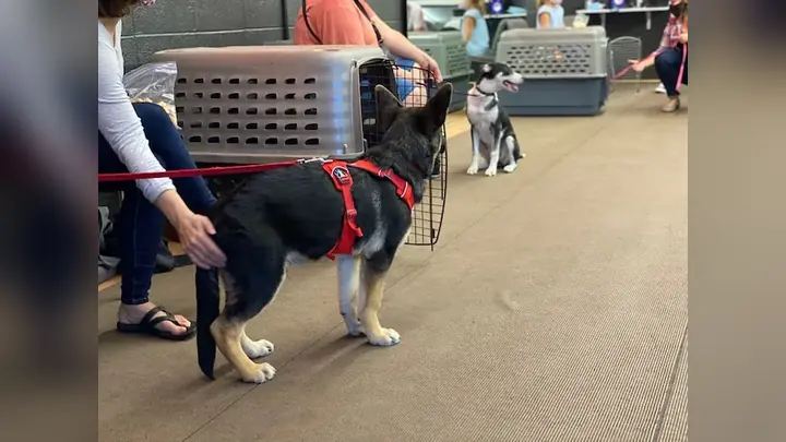 Clients and dogs in a Prodogz Dog Training puppy class led by Jason Lake in Medford, Oregon on October 9, 2020