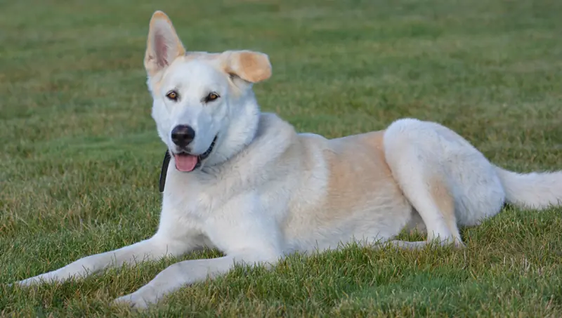 Rescue dog and client during Prodogz Dog Training with Jason Lake in Southern Oregon — 2012–2013, photo 2