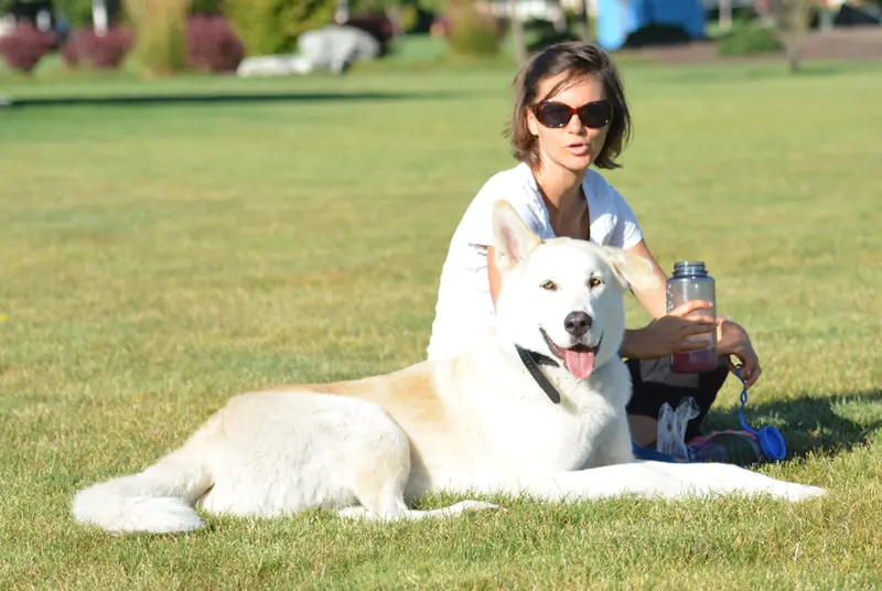 Rescue dog and client during Prodogz Dog Training with Jason Lake in Southern Oregon — 2012–2013, photo 3