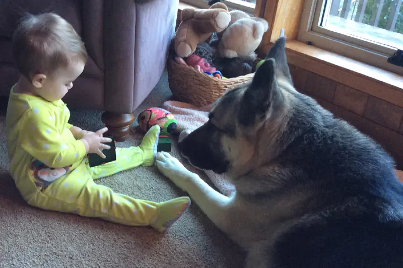 Rescue dog and client during Prodogz Dog Training with Jason Lake in Southern Oregon — 2012–2013, photo 5