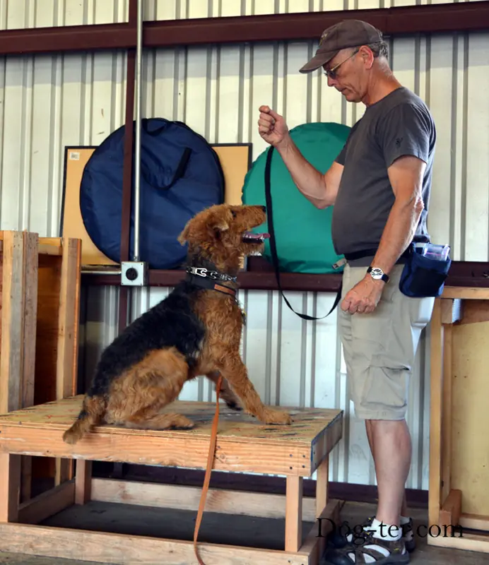 Client and dog practicing circus dog tricks with Jason Lake at Prodogz Dog Training in Medford, Oregon — September 15, 2014, photo 1