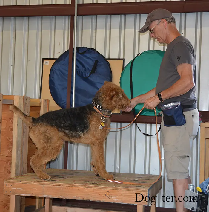 Client and dog practicing circus dog tricks with Jason Lake at Prodogz Dog Training in Medford, Oregon — September 15, 2014, photo 2
