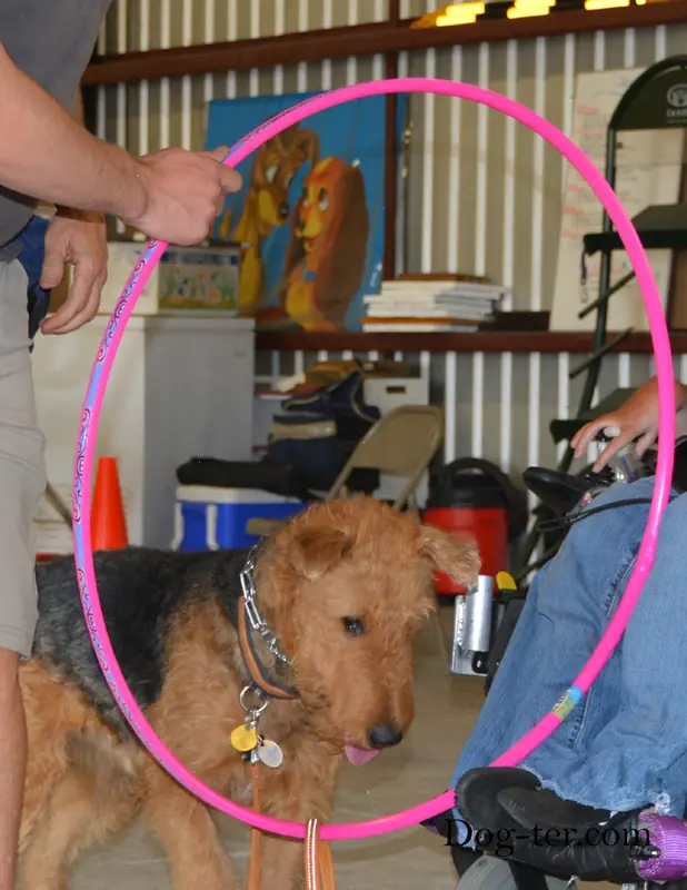 Client and dog practicing circus dog tricks with Jason Lake at Prodogz Dog Training in Medford, Oregon — September 15, 2014, photo 5