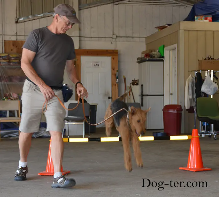 Client and dog practicing circus dog tricks with Jason Lake at Prodogz Dog Training in Medford, Oregon — September 15, 2014, photo 6