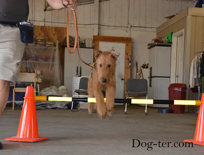 Client and dog practicing circus dog tricks with Jason Lake at Prodogz Dog Training in Medford, Oregon — September 15, 2014, photo 7