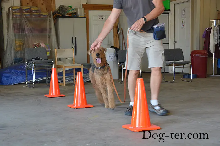 Client and dog practicing circus dog tricks with Jason Lake at Prodogz Dog Training in Medford, Oregon — September 15, 2014, photo 8
