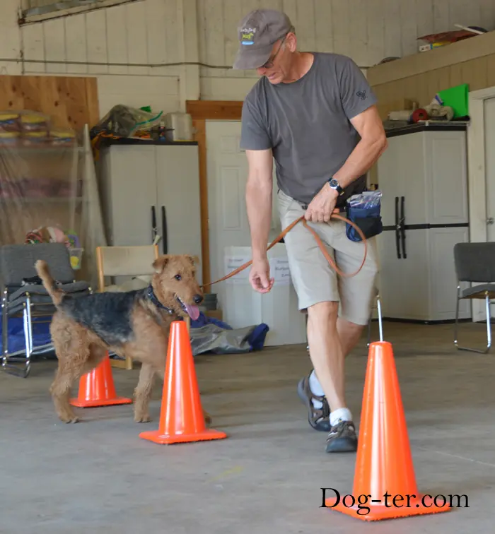 Client and dog practicing circus dog tricks with Jason Lake at Prodogz Dog Training in Medford, Oregon — September 15, 2014, photo 9