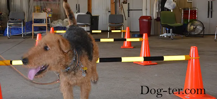 Client and dog practicing circus dog tricks with Jason Lake at Prodogz Dog Training in Medford, Oregon — September 15, 2014, photo 10