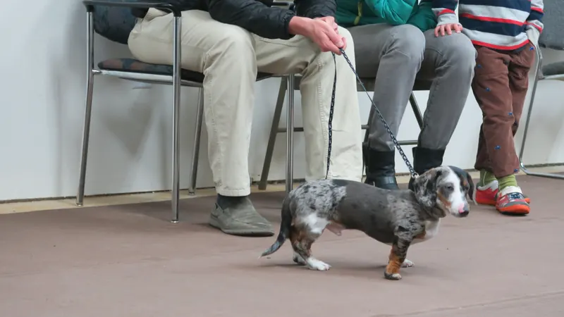 Clients and dogs in a Prodogz Dog Training basic obedience class led by Jason Lake in Medford, Oregon — November 6, 2017, photo 2