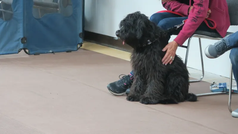 Clients and dogs in a Prodogz Dog Training basic obedience class led by Jason Lake in Medford, Oregon — November 6, 2017, photo 4