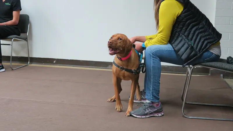 Clients and dogs in a Prodogz Dog Training basic obedience class led by Jason Lake in Medford, Oregon — November 6, 2017, photo 13