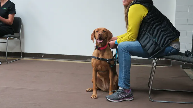 Clients and dogs in a Prodogz Dog Training basic obedience class led by Jason Lake in Medford, Oregon — November 6, 2017, photo 14