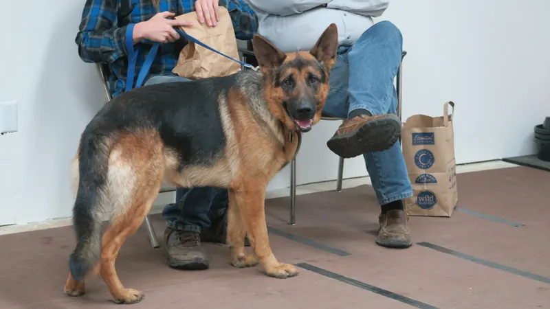 Clients and dogs in a Prodogz Dog Training basic obedience class led by Jason Lake in Medford, Oregon — November 6, 2017, photo 16
