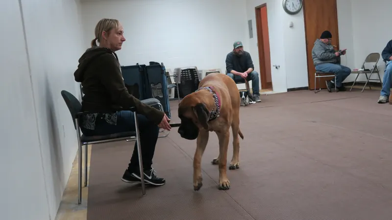 Clients and dogs in a Prodogz Dog Training basic obedience class led by Jason Lake in Medford, Oregon — January 1, 2018, photo 5