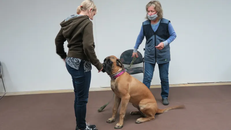 Clients and dogs in a Prodogz Dog Training basic obedience class led by Jason Lake in Medford, Oregon — January 1, 2018, photo 7