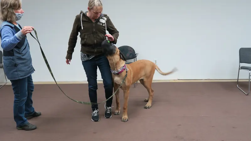 Clients and dogs in a Prodogz Dog Training basic obedience class led by Jason Lake in Medford, Oregon — January 1, 2018, photo 9