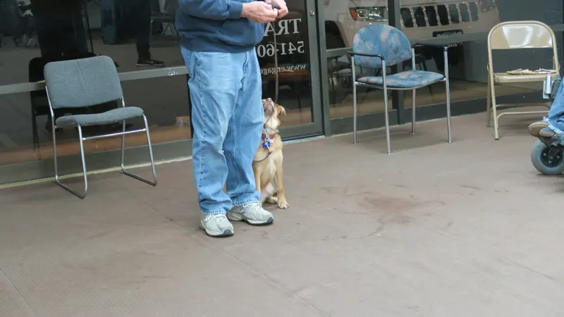 Clients and dogs in a Prodogz Dog Training basic obedience class led by Jason Lake in Medford, Oregon — January 1, 2018, photo 11