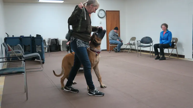 Clients and dogs in a Prodogz Dog Training basic obedience class led by Jason Lake in Medford, Oregon — January 1, 2018, photo 20